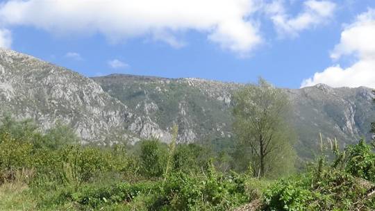 kaletinac_motivi_2_original
